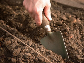 Для вирощування буряка з насіння потрібно добре структурований грунт, для чого в суглинок додають перегній або дернову землю з розрахунку 1 відро на 1 м2