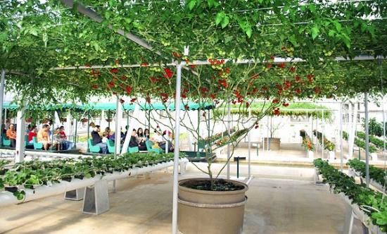 Агротехніка томатного дерева