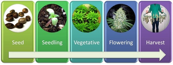 На загальний час вегетації, цвітіння і дозрівання впливає безліч факторів
