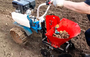 Незалежно від способу висадки картоплі необхідно спочатку відповідним чином підготувати грунт