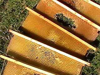 Років бджіл за взятком необхідний також залповий, і вони повинні перечікувати до декількох холодних діб без включення зимівельних інстинктів, тобто  гірський вулик повинен швидко прогріватися на сонці і добре зберігати тепло